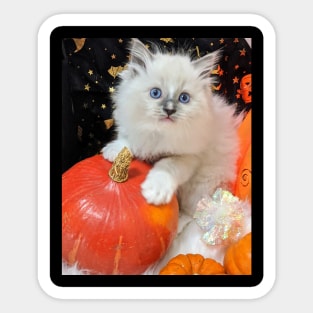 Halloween kitten Sticker